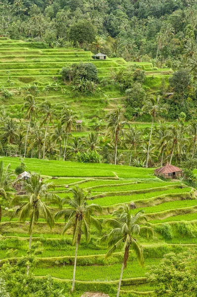 Tropical landscape palm trees green fileds rice terraces — Stock Photo, Image