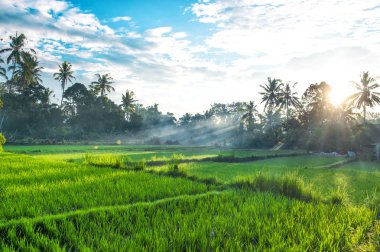 Tropikal peyzaj palmiye ağaçları pirinç yayımlandı günbatımı gündoğumu mavi gökyüzü