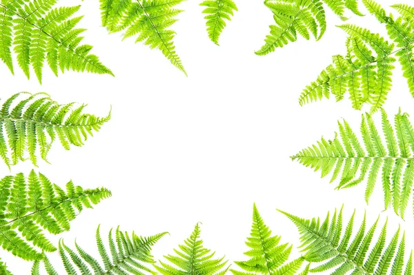 Green fern leaves frame white background Floral flat lay — Stock Photo, Image