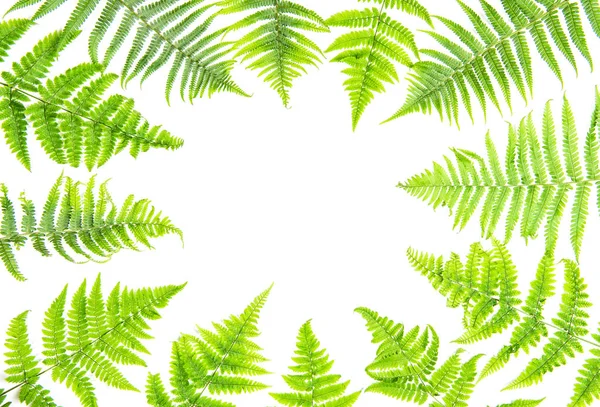 Floral flat lay Fern leaves frame white background — Stock Photo, Image