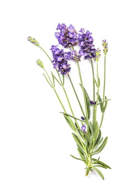 Lavendel ört blommor isolerade vit bakgrund — Stockfoto