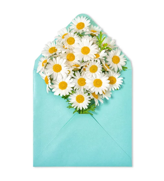 Camomila flores envelope branco fundo Margarida flores buquê — Fotografia de Stock