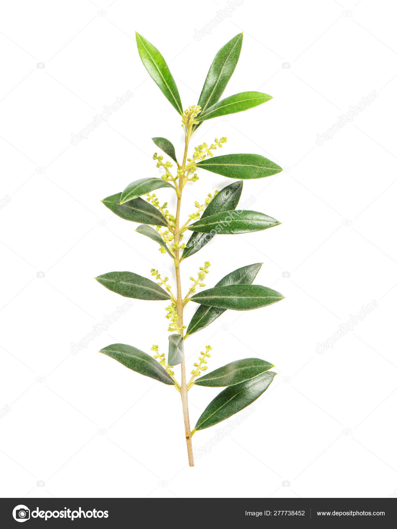 Green Leaves Olive Tree Isolated White Background Stock Photo