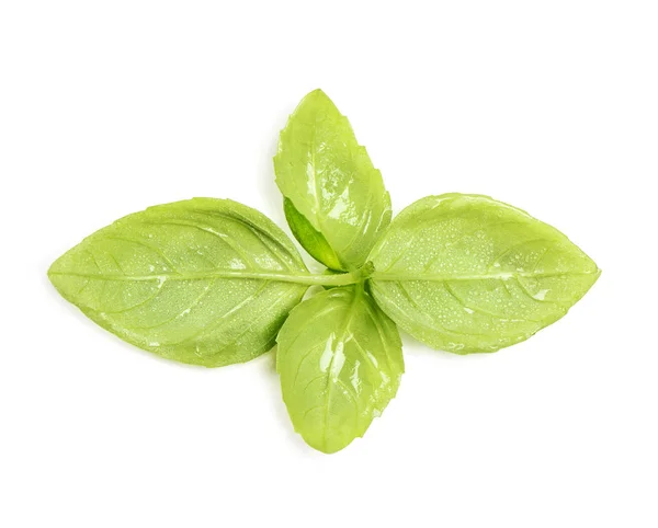 Hojas de albahaca aisladas fondo blanco Gotas de agua de hierbas frescas —  Fotos de Stock