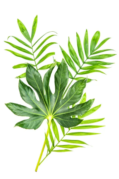 Yeşil palmiye yaprağı Tropikal orman bitkileri — Stok fotoğraf