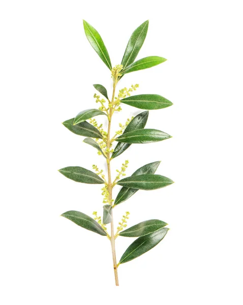 Зеленые листья оливкового дерева на белом фоне — стоковое фото