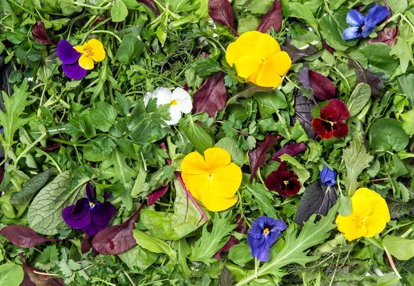 Feuilles de salade herbes fleurs pansées Nutrition saine Detox — Photo