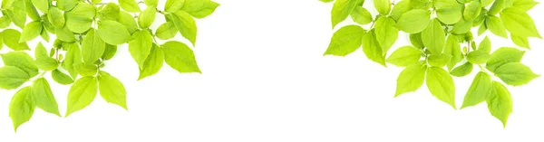 緑の葉白い背景春夏の木の枝 — ストック写真