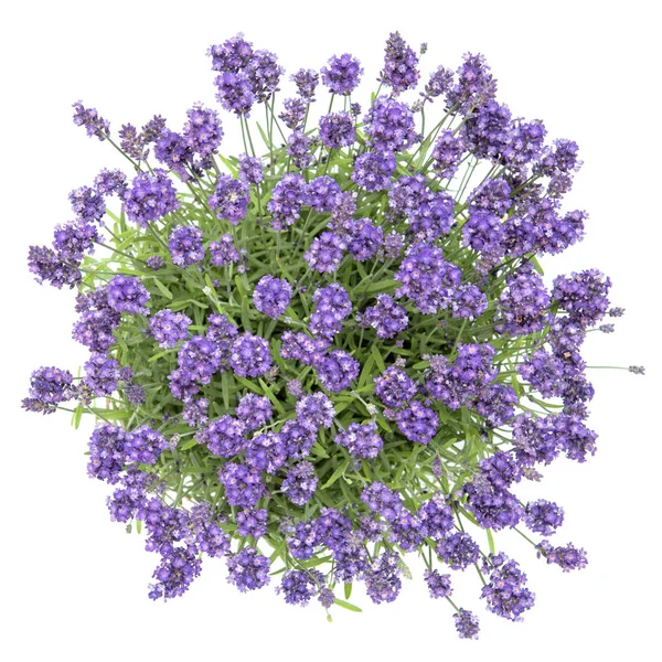 Flores frescas de lavanda buquê fundo branco Vista superior — Fotografia de Stock