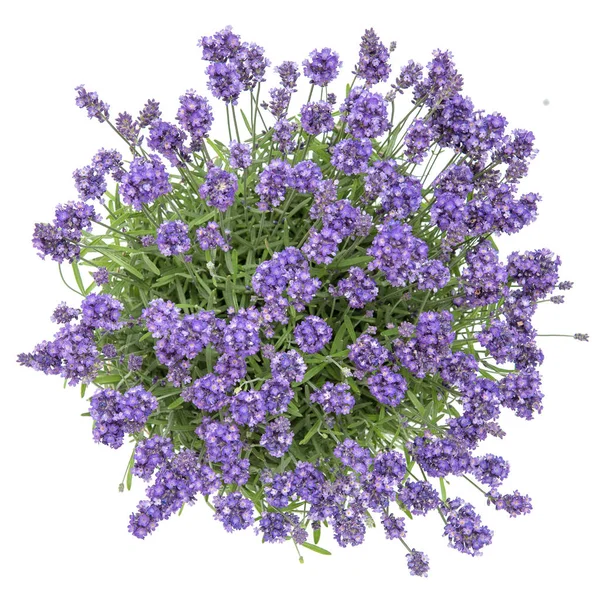 Lavender flowers bouquet white background Top view — Stock Photo, Image