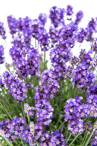 Lavendel bloemen boeket bloemen decoratie — Stockfoto