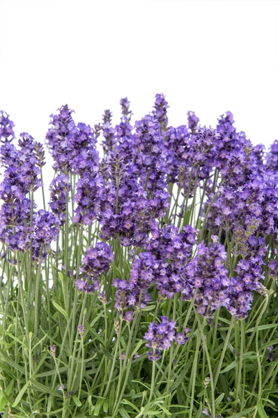 Lavendel bloemen boeket bloemen rand achtergrond — Stockfoto