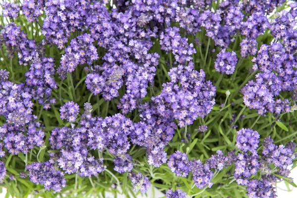 Flores de lavanda buquê Fundo floral — Fotografia de Stock