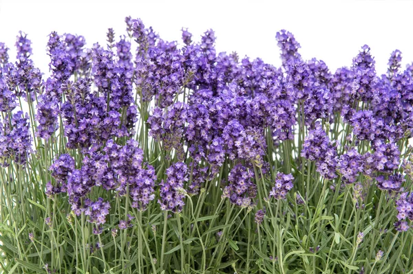 Lavendel bloemen boeket Floral grens witte achtergrond — Stockfoto