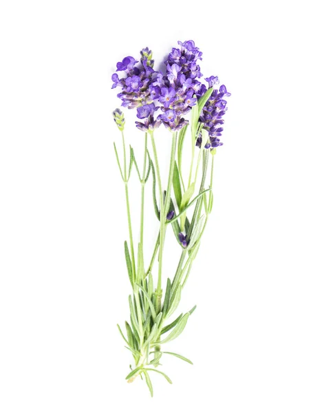 Lavendel ört blommor isolerade vit bakgrund — Stockfoto