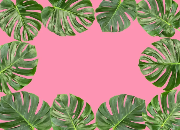 Monstera etterlater rosa bakgrunn Blomstergrensetropisk plante – stockfoto