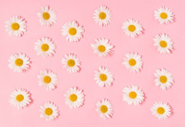 Papatya papatya çiçekler pembe kağıt arka plan Çiçek düz yatıyordu