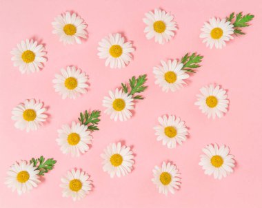 Papatya papatya çiçekler yeşil yaprakları Çiçek düz yatıyordu