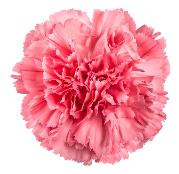 Carnation bloem roze geïsoleerde witte achtergrond — Stockfoto