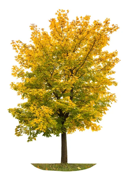 Осіннє кленове дерево ізольований білий фон Жовтий осінній лист — стокове фото