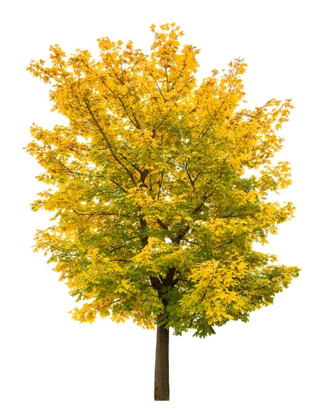 Árbol de arce otoño aislado fondo blanco Hoja otoñal amarilla — Foto de Stock