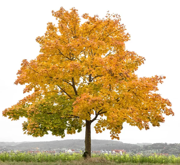 Gele rode herfstesdoornboom Herfstlandschap — Stockfoto