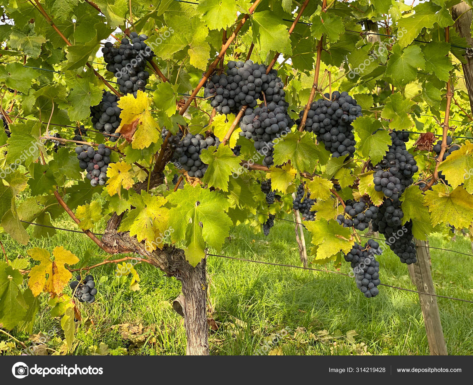 Raisins Rouges Feuilles Vertes Vigne Pamplemousse De Vigne Image Libre De Droit Par Liligraphie C