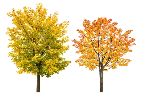 Maple δέντρο φθινόπωρο απομονωμένο λευκό φόντο φθινοπωρινά φύλλα — Φωτογραφία Αρχείου