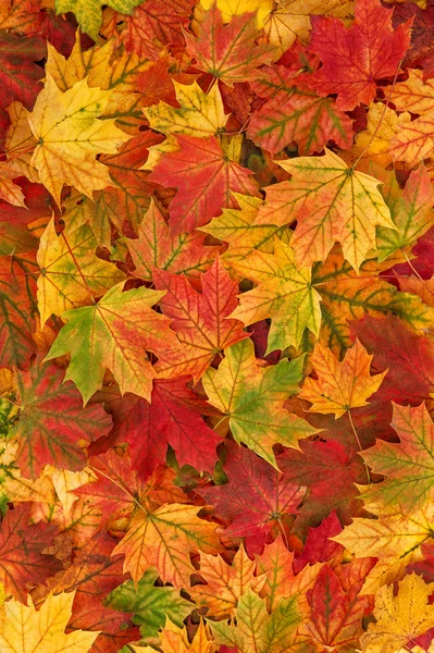 단풍 잎에는 선명 한 색깔의 배경 감촉 이 있다 — 스톡 사진