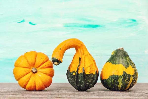 Тыквенные украшения синий фон Осенний День Благодарения — стоковое фото