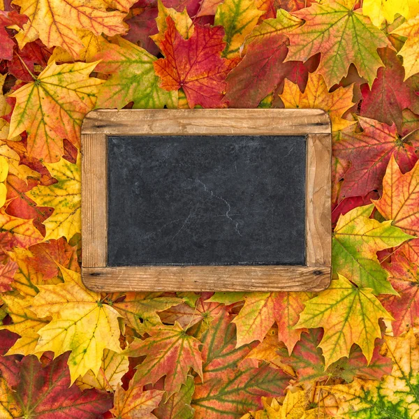 Клен листья винтажной доски осень красный желтый фон — стоковое фото