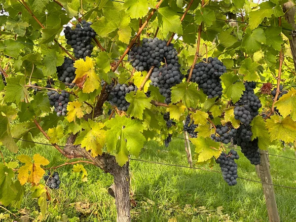 Röda druvor gröna blad vindruva frukt — Stockfoto