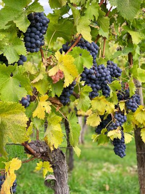 Yeşil yapraklı kırmızı üzümler üzüm meyvesi 