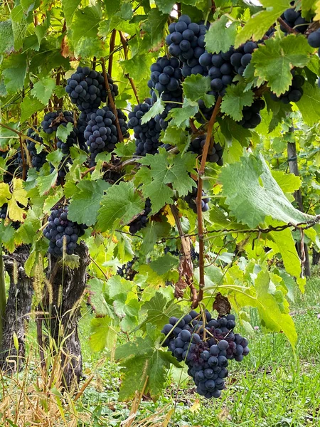 Rode druiven groene bladeren Wijnstokken fruitgewassen — Stockfoto