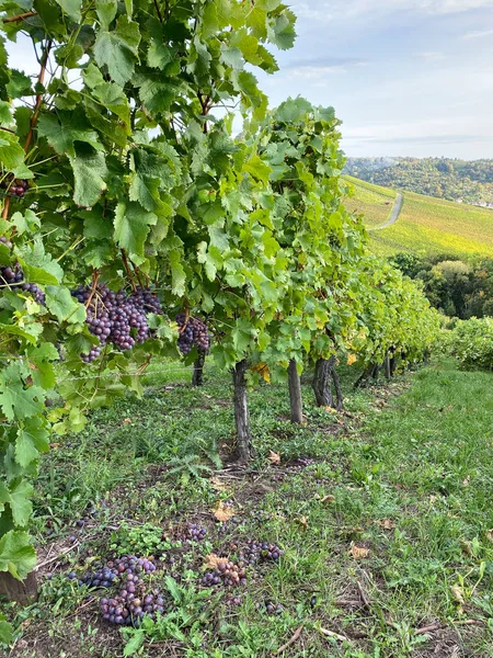 Raisin rouge feuilles vertes vigne Paysage d'automne — Photo