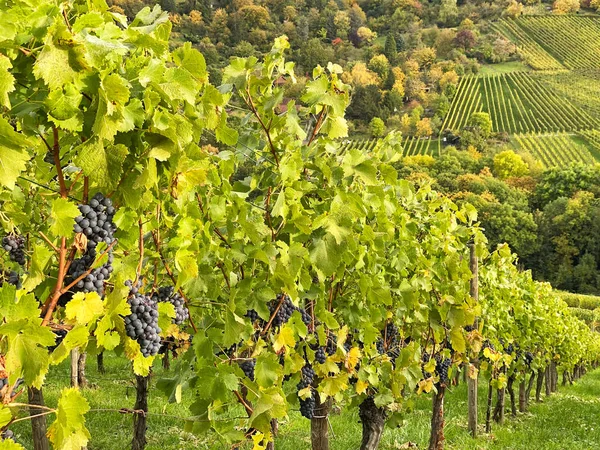 Paysage viticole d'automne Plantes de vigne — Photo