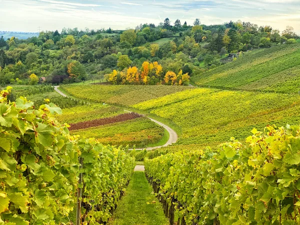 Automne campagne vignoble paysage vignes plantes — Photo