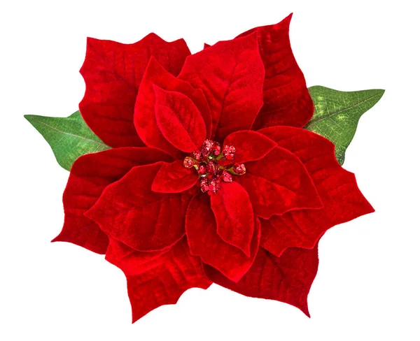 Merah Natal bunga poinsettia terisolasi latar belakang putih — Stok Foto