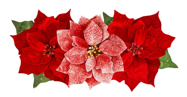Vánoční květiny červená poinsettia bílé pozadí — Stock fotografie