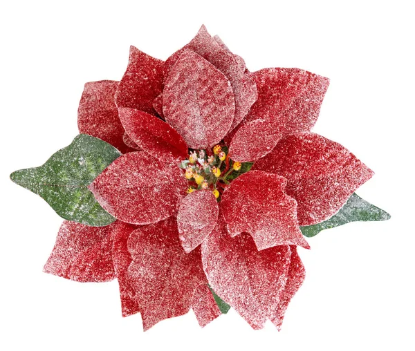 Czerwony kwiat Boże Narodzenie poinsettia na białym tle białe tło — Zdjęcie stockowe