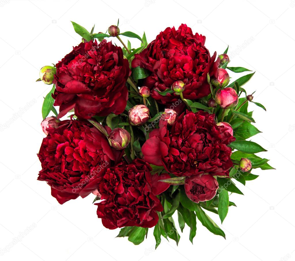 Peony flowers bouquet isolated on white background. Dark red flower head