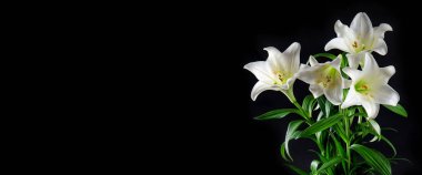 Lily flowers on black background. White blossoms with green leaves clipart