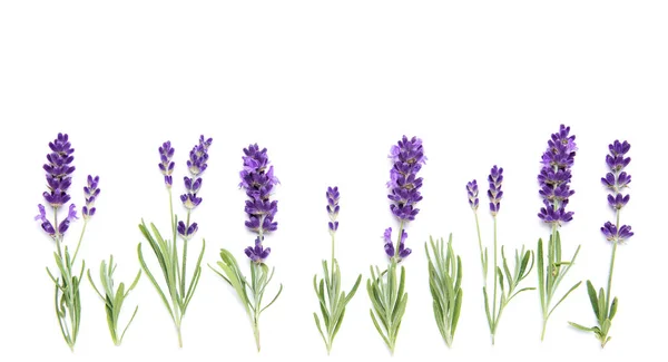Lavendel Blommor Och Växter Vit Bakgrund Blommig Gräns — Stockfoto