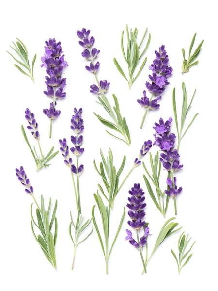 Lavendel Blommor Och Ört Vit Bakgrund Blomsterplanta — Stockfoto