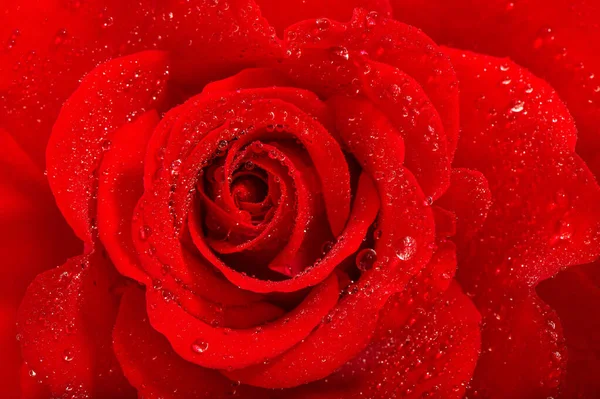 Rosa Roja Con Gotas Agua Fondo Floral — Foto de Stock