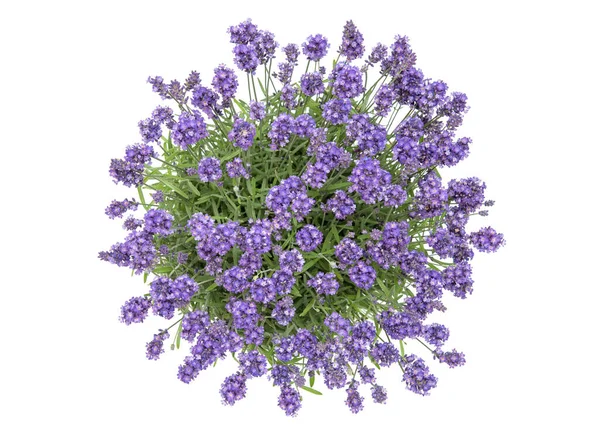 Lavender Flowers Isolated White Background Top View — Stock Photo, Image