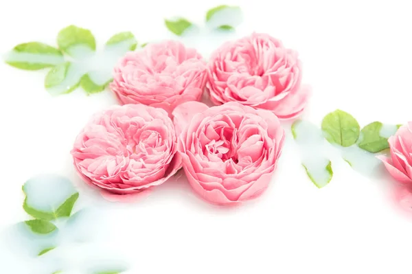 Roze Rozen Bloeien Melk Bloemen Achtergrond — Stockfoto