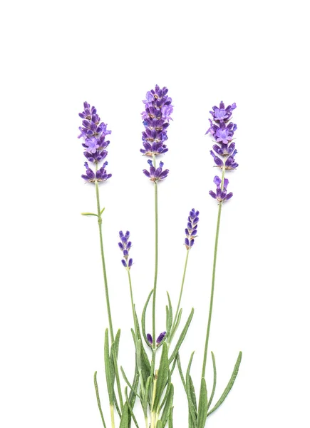 Lavendel Blommor Och Blad Vit Bakgrund — Stockfoto