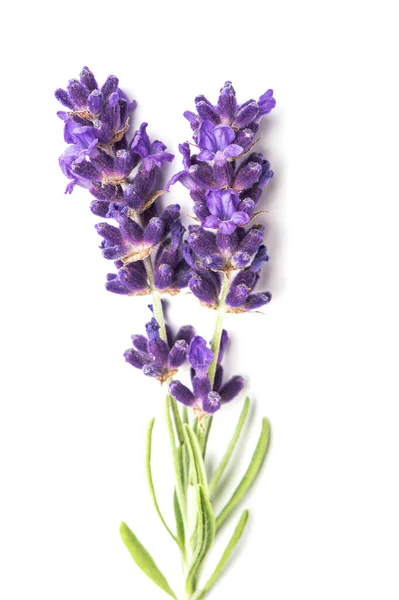 Lavendel Blommor Och Blad Vit Bakgrund Närbild — Stockfoto