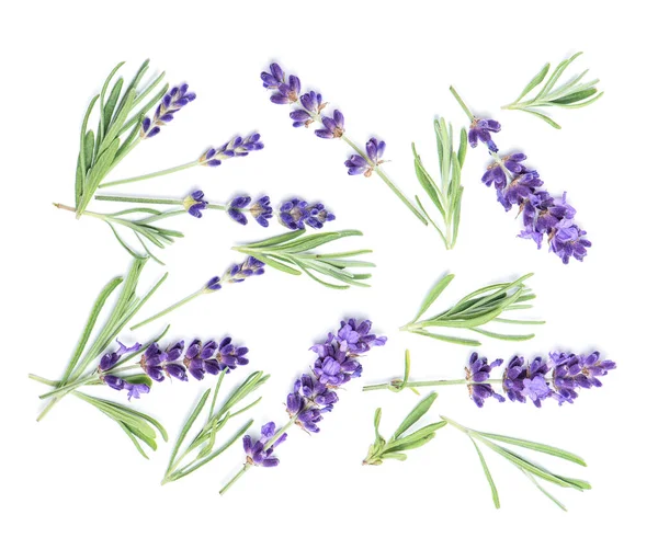 Lavendel Blommor Och Blad Vitt Blommig Bakgrund — Stockfoto